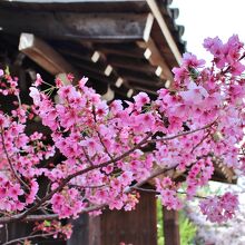 南門脇のピンクの濃い桜