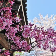 ピンクの濃い桜とソメイヨシノ