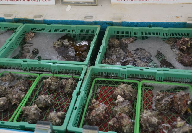 生簀には活きた魚貝がたくさんいました。