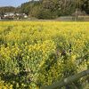 お野菜