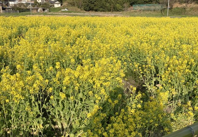 お野菜