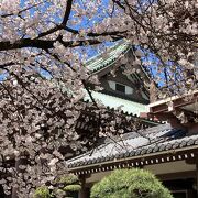 桜が満開でした