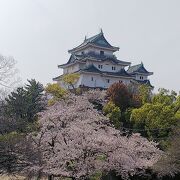 桜　和歌山城