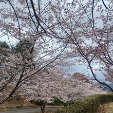 今年も桜がきれいに咲いていました