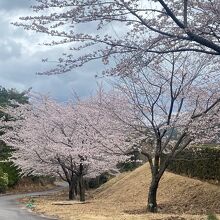 公園内の桜の様子です