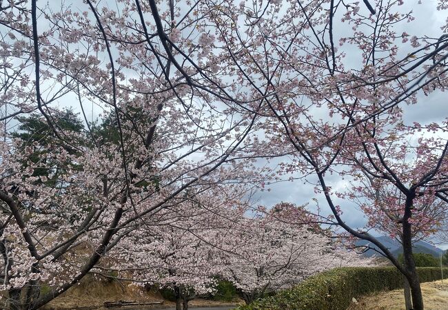 今年も桜を見に訪れました