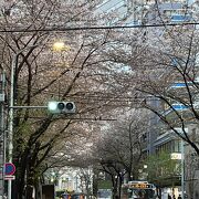 桜のトンネルはJR中野駅から哲学堂下までの約２キロ