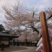 おみくじと桜