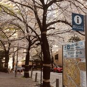 桜の名所