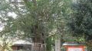 近寄り難い神々しさを感じさせてくれる神社