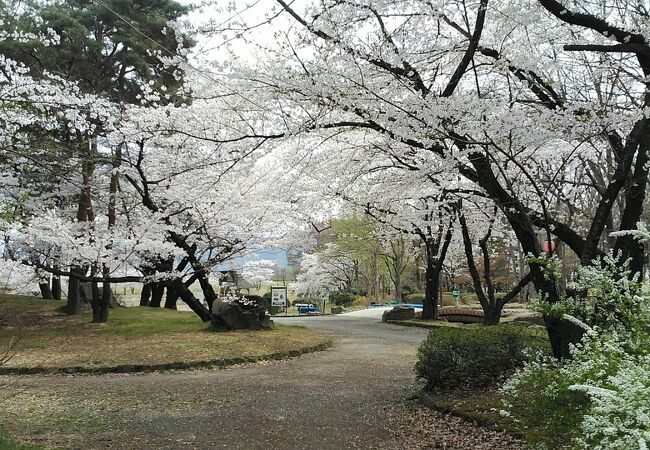 4月3日から3泊4日で長野県の桜巡り9件目(3日目)