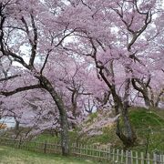名古屋の桜の名所