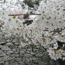 石垣に桜良いですね！