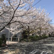 桜のシーズンにはこの通りも桜の見学客で一変