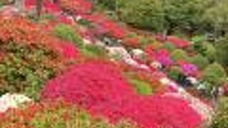 文京つつじまつり