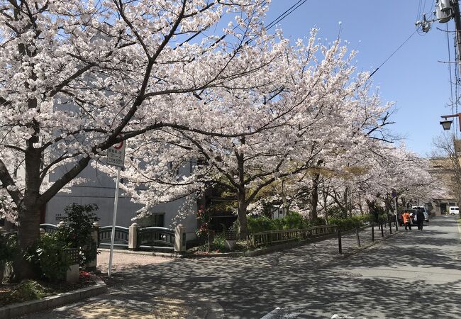 桜のシーズンにはこの通りも桜の見学客で一変