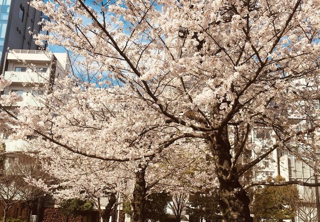 桜が咲く