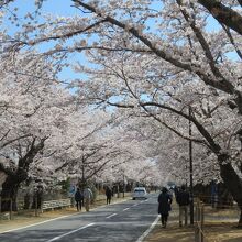 道の両側から枝が張っている場所は桜のトンネルになります。