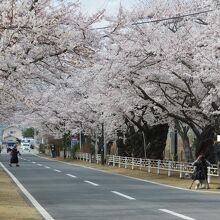 車道に出る人も多いから、桜の季節は歩行者専用にするといいかも
