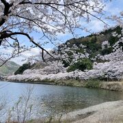 琵琶湖の湖面に映える大振りの桜