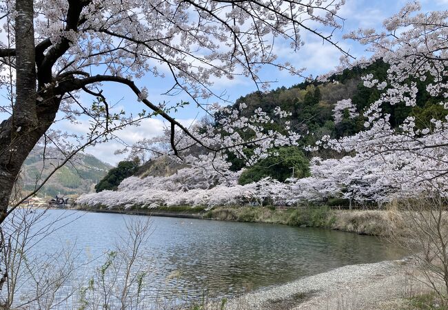 琵琶湖の湖面に映える大振りの桜