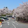 4000本の桜並木は圧巻