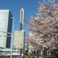 ソメイヨシノの隣がホテル