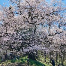 立屋の桜