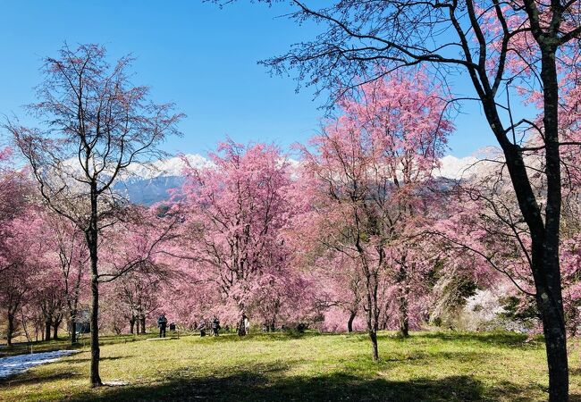 ピンクの桜の先に真っ白な北アルプス