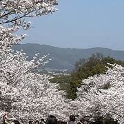 桜のトンネル