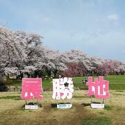 １００年以上の歴史を有する桜の名所