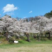 池の周囲にある桜が見ごたえあり。