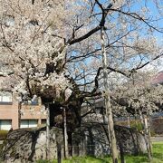 岩の割れ目から伸びる桜の木は見ごたえあり