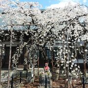 国の天然記念物になっている一本の桜