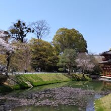 向かって左側の桜の風景～