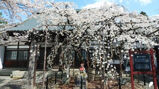 国の天然記念物になっている一本の桜