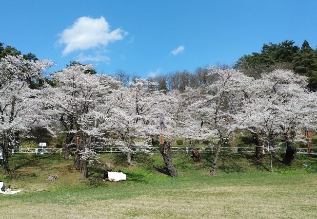池の周囲にある桜が見ごたえあり。