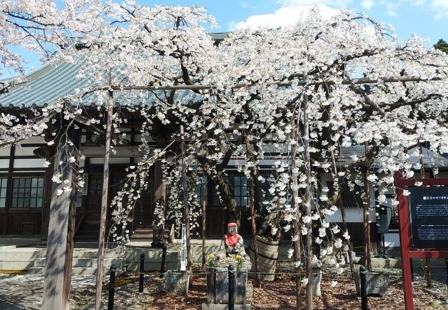 国の天然記念物になっている一本の桜