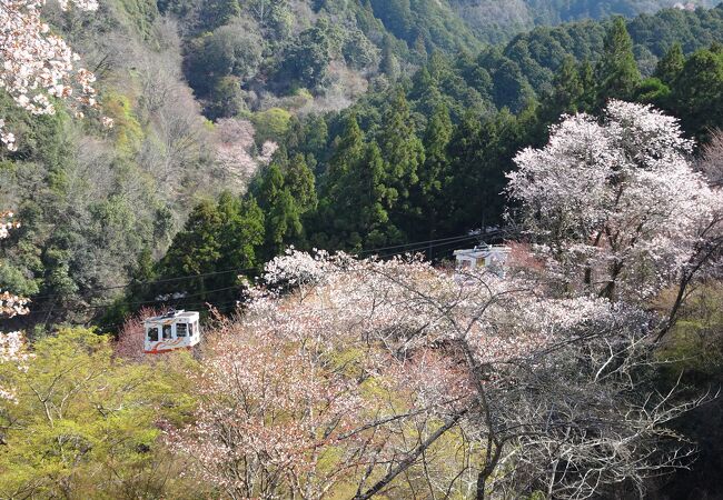 桜の中のロープウェイ
