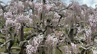 藤の開花は5分咲き程度でした。