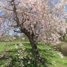 まだ桜も残っていました