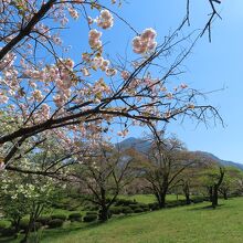 桜の向こうに武甲山