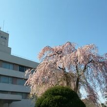 桜が5分咲きぐらいであちこちに