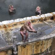 温泉に浸かる猿が見られる