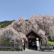 しだれ桜