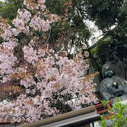 おかめ像と桜