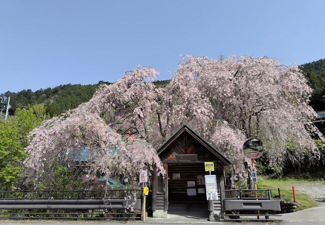 しだれ桜