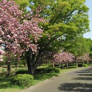 ソメイヨシノが終わると八重桜が見頃になります。