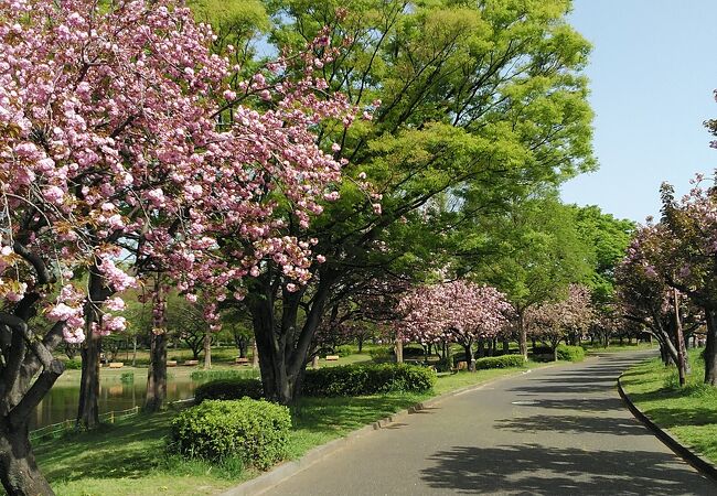 ソメイヨシノが終わると八重桜が見頃になります。