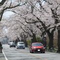 夜の森桜並木(南側)